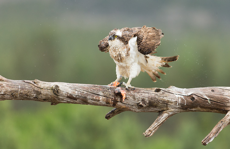 Osprey (Pandion haliaetus) adult male perched, shaking rain from feathers